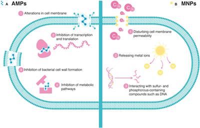 Broad-spectrum antibacterial properties