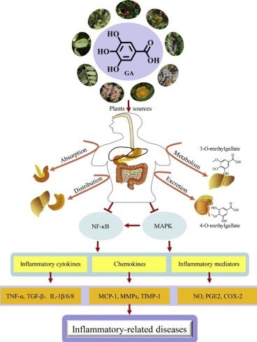 Antiviral effect of GA
